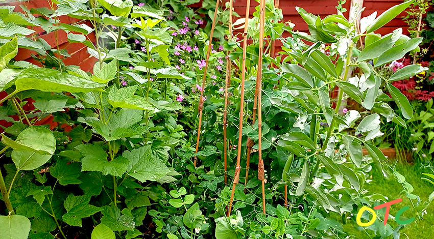 What’s Ready to Eat in the Garden in&nbsp;June