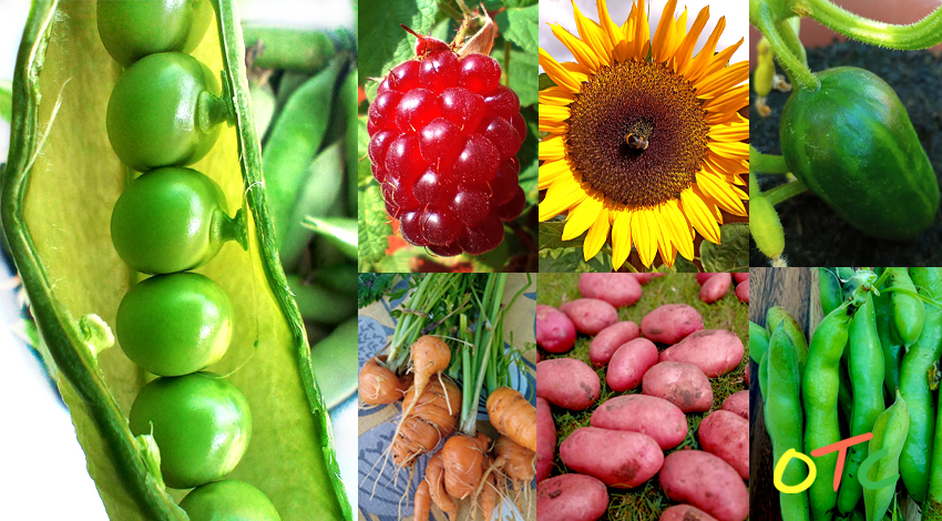 OTC Garden – July to September Harvest